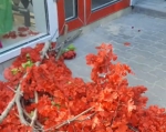 Люди-варвары испортили красоту, которую создала предприниматель Таганрога