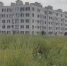 В Таганроге накажут владельцев участков с растущей амброзией - Газета Таганрогская правда