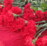 В Таганроге в парке Горького сделали мемориал в память о погибших в теракте - DonDay-Taganrog.Ru
