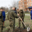 В Таганроге высадили 30 кленов в память о погибших воинах - Bloknot-Taganrog.Ru