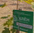 Выяснили историю и проблемы озеленения Таганрога - Bloknot-Taganrog.Ru