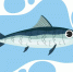 Осетр направился в сторону Таганрога - Bloknot-Taganrog.Ru