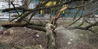 Лесовосстановление и уборка: в ростовской администрации обсудили содержание городских лесов - DonDay-Taganrog.Ru