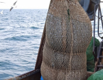 Осолонение Азовского моря изменило рыбные популяции Таганрогского залива - кто нерестится?
