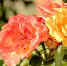Розы. Фото ruffnews.ru - RuffNews.Ru
