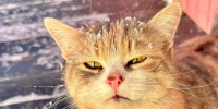 Уличная кошка. Фото ruffnews.ru - RuffNews.Ru