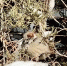 Воробей. Фото ruffnews.ru - RuffNews.Ru