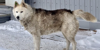 Бездомная собака в Таганроге. Фото ruffnews.ru - RuffNews.Ru