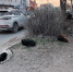 "Это — туристический Армаггедон": таганрожцы показали запустение возле Старого вокзала - Bloknot-Taganrog.Ru
