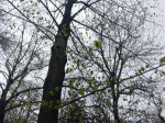 В Таганроге приостановили движение пяти трамваев из-за упавшего на пути дерева