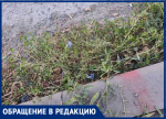 На Ломоносова дорогу залатали, но сорняки не вычистили — таганрожцы мучаются от аллергии